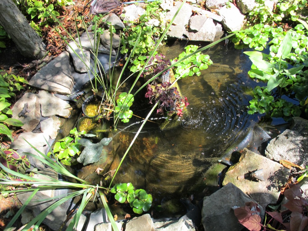 A backyard pond with calm ripples and sunlight falling on greenery