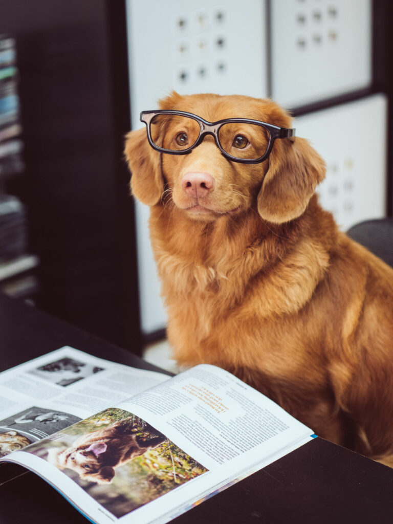 A red shaggy dog with glasses seeks dog improvement tips in glossy magazine