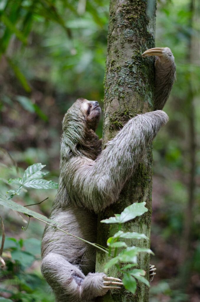 A sloth is paused in his climb up a tree