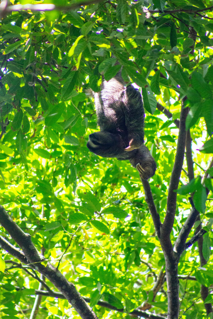A tree sloth just hanging around.