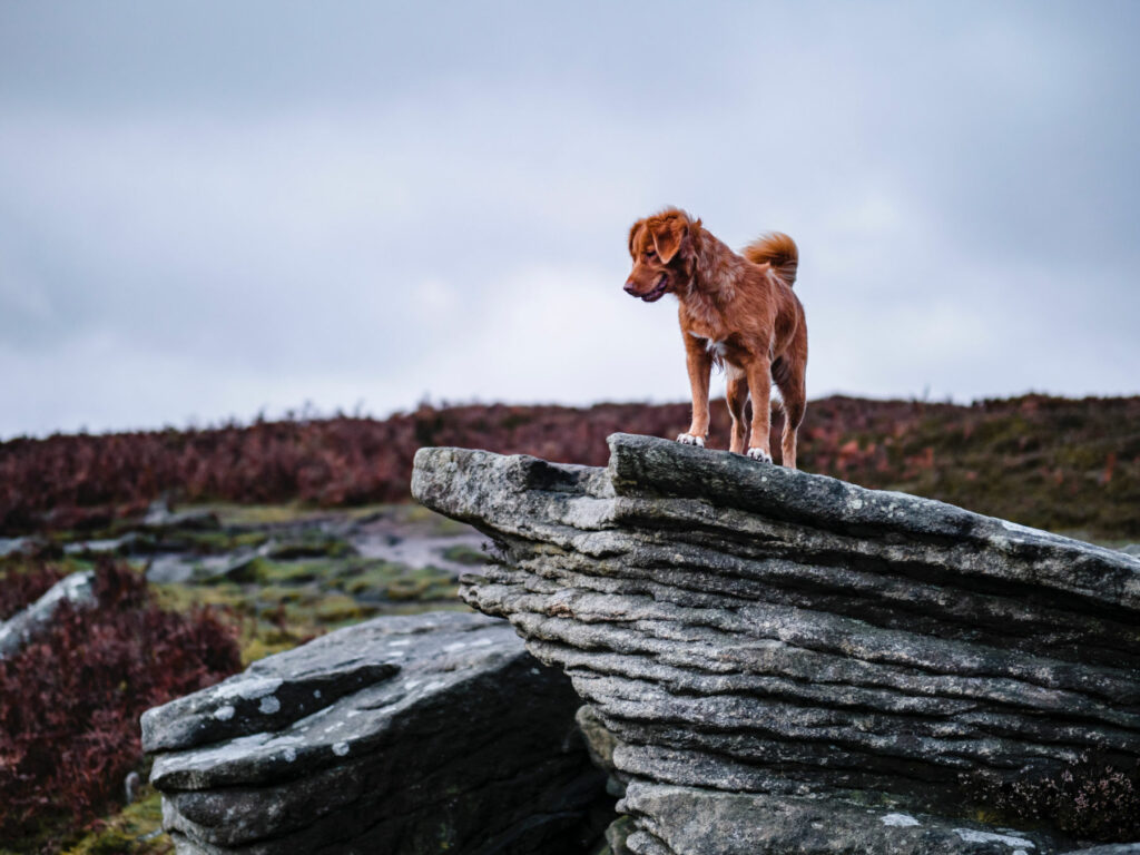 A red shaggy dog stands on a cliff