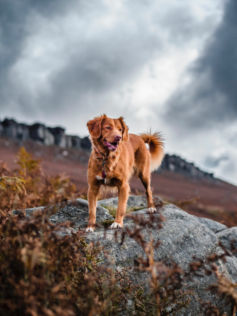 A red shaggy dog stands on a cliff and looks into the middle distance