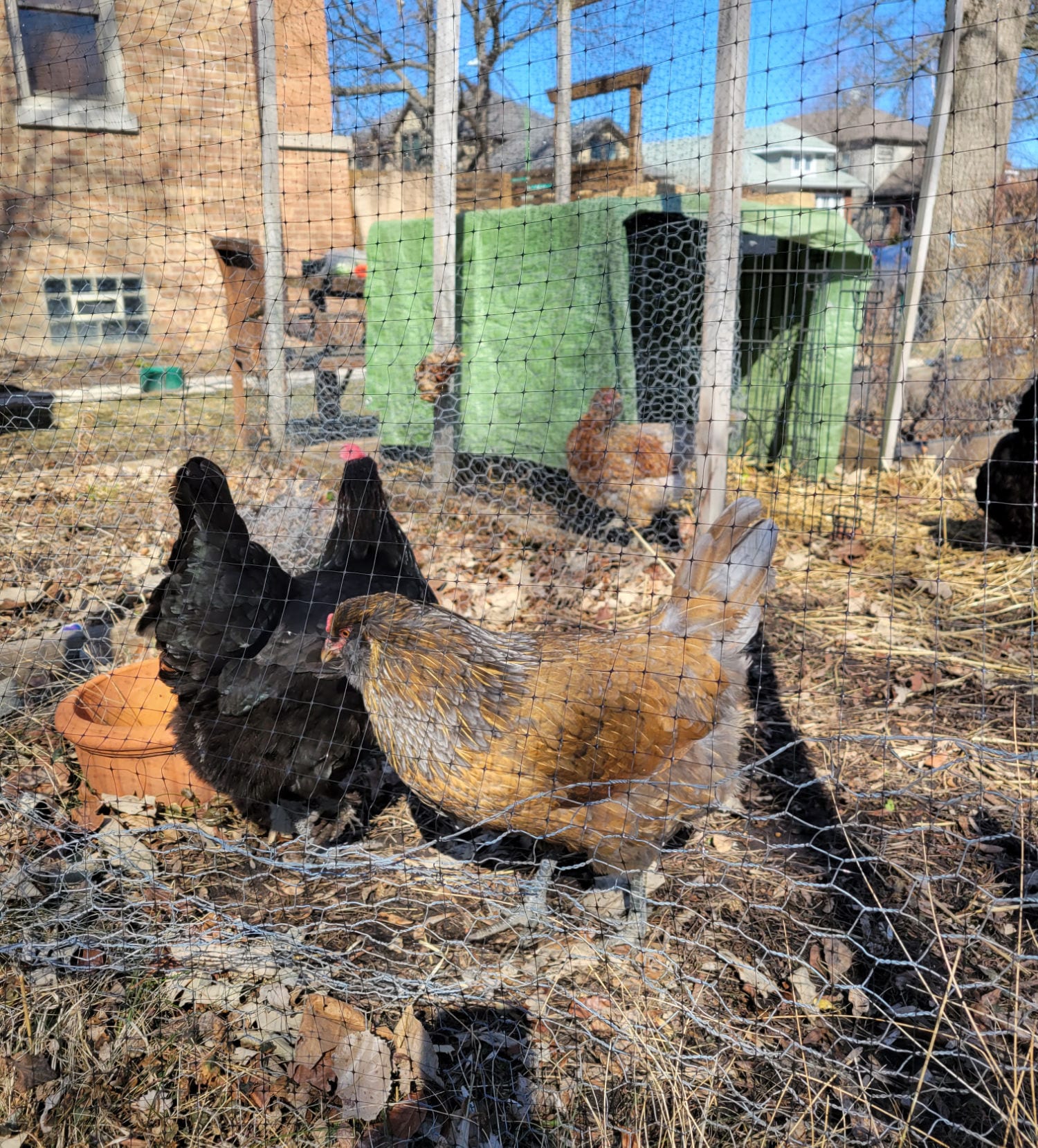 Three fluffy chickens in an outdoor coop on a sunny day