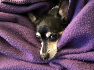A black and brown dog radiates empathy from the comfort of a soft purple blanket