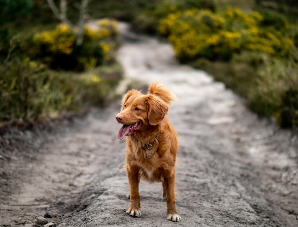 A red dog surveys the path ahead, waiting for direction