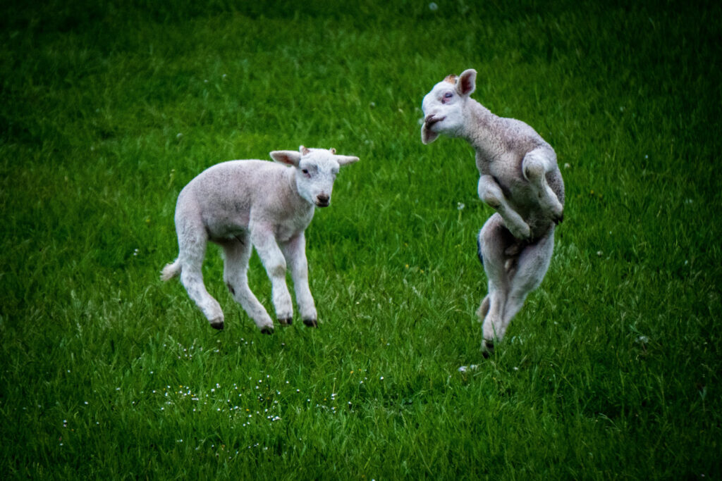 Two lambs dancing in a green field