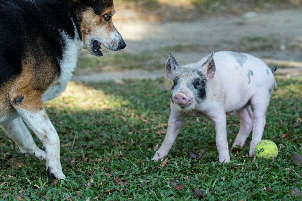 A dog and a pig play with a green tennis ball