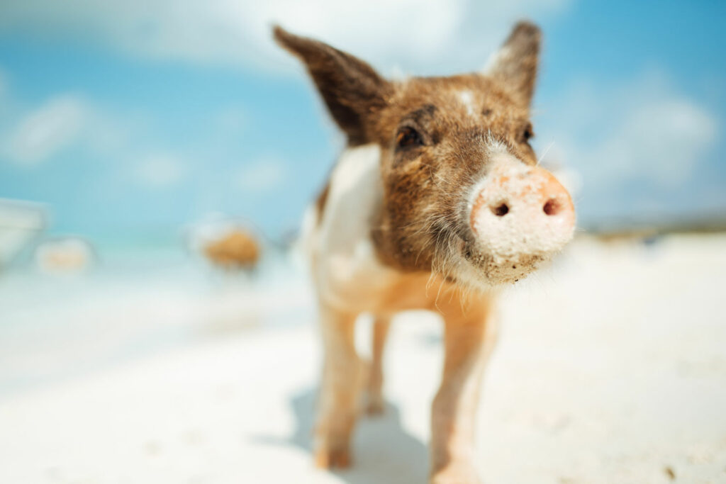 A happy pig walking on a beach